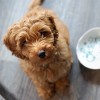 Kutyák viselkedészavarai: az élelem-birtoklási agresszió