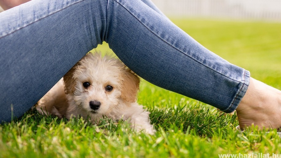 Szeparációs szorongás kutyáknál - hogyan kezeld?