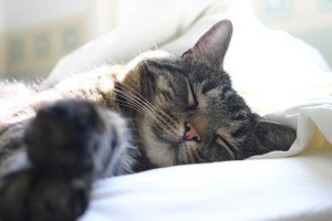 Etológia: a macska és az alvás