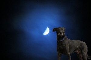 Miért vonyít a kutya a holdra?