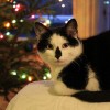 A legaranyosabb karácsonyi cicás videók