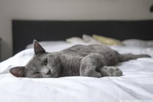 A macskával alvás a szexualitásunkra is hathat