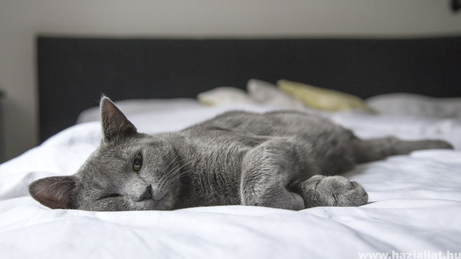 A macskával alvás a szexualitásunkra is hathat
