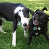 DogStop, a legjobb kutyariasztó - ha két kutya összekap