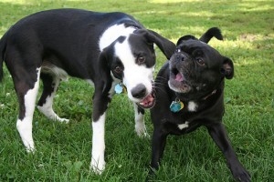 DogStop, a legjobb kutyariasztó - ha két kutya összekap
