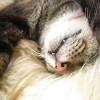 A lusta cicák nem csapnak le a légyre - vicces videó