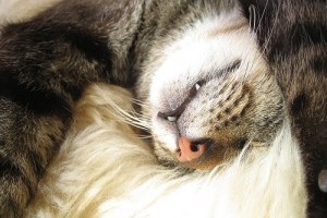 A lusta cicák nem csapnak le a légyre - vicces videó
