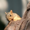 Megdolgozik a mókus az ételért - vicces videó