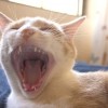 Frankenstein macskája -cicás videó