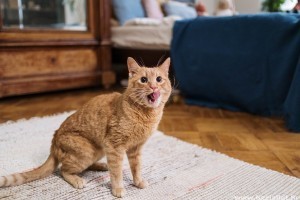 Macska kommunikáció: így ismerd fel, mit akar közölni veled a cicád!