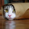 Legviccesebb pillanatok a macskák életéből - Videóval