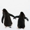 Tojást kapott az egynemű pingvinpár