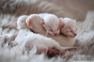 újszülött cica fogyás