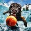 Hihetetlen fotósorozat labdaőrült kutyákkal