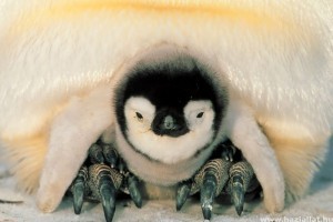 Modellezték az összebújó pingvinek hőmegosztását
