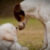 A kutyák képesek felismerni fajtársaikat fotók alapján