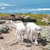 Olasz juhászkutyák a megmentői az ausztráliai törpepingvineknek