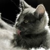 A macska mosakodási rituáléja