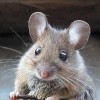 A varázsgomba hatóanyaga képes kitörölni egerekből a félelemérzetet