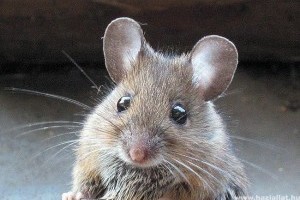 A varázsgomba hatóanyaga képes kitörölni egerekből a félelemérzetet