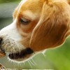 Függőséget okozhat az óriásvarangy váladéka kutyáknál