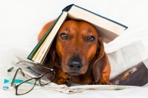 Kutya bácsi olvasni tanít