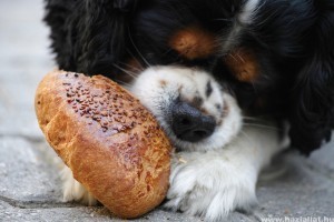 Miért morog etetés közben a kutyám?