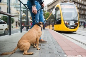 Igy utazz a kutyáddal a buszokon, metrón, villamoson!