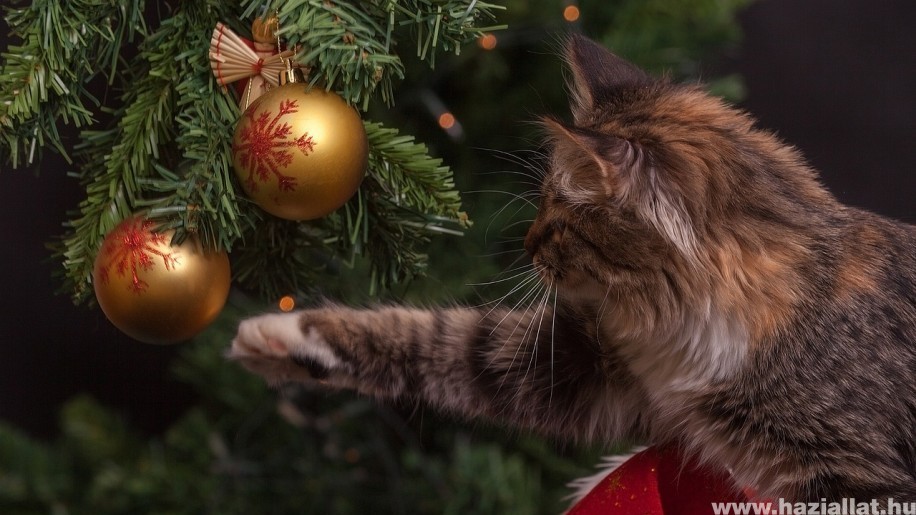 Cica kontra karácsonyfa! Felkészülni!