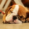 A kutyák és az emberek tanulás utáni alvása hasonló