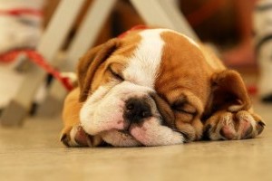 A kutyák és az emberek tanulás utáni alvása hasonló