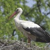 Június közepén indul a fehér gólyák lakossági látványgyűrűzése