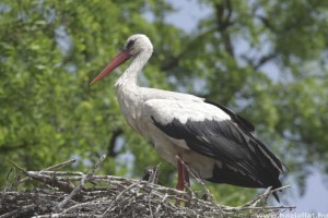 Június közepén indul a fehér gólyák lakossági látványgyűrűzése
