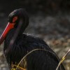 Megérkezett Tóbiás, a fekete gólya - videón a landolás