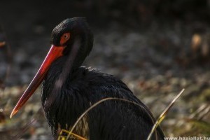 Megérkezett Tóbiás, a fekete gólya - videón a landolás