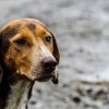 Többszáz állatfajra jelentenek súlyos fenyegetést a kóbor kutyák