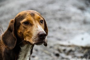Többszáz állatfajra jelentenek súlyos fenyegetést a kóbor kutyák