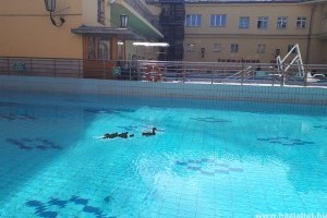 Kacsák úszkáltak a gyógyfürdő medencéjében