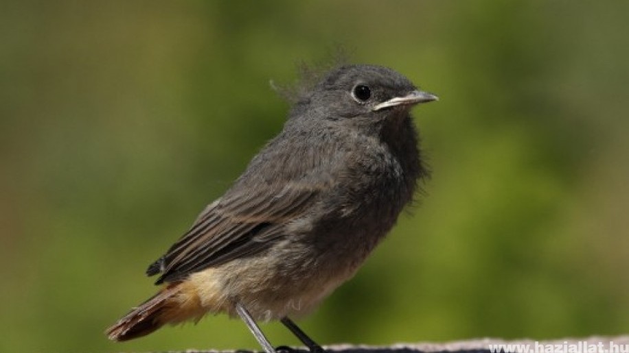 Fontos - ne vigyük haza a magányosnak tűnő madárfiókákat