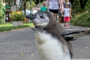 Cuki pingvinbébi totyog a Debreceni Állatkertben