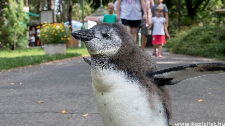 Cuki pingvinbébi totyog a Debreceni Állatkertben