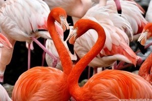 Minél rózsaszínebb a flamingó, annál agresszívabb