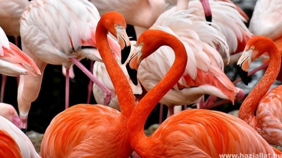 Minél rózsaszínebb a flamingó, annál agresszívabb