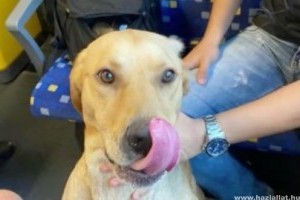 Ez a kutya egyedül szállt vonatra, és elutazott Győrbe