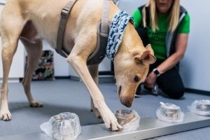 Koronavírus: a kutyák előbb beazonosítják a fertőzést, mint a PCR-teszt