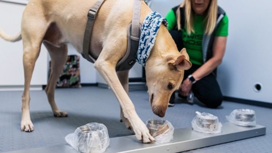Koronavírus: a kutyák előbb beazonosítják a fertőzést, mint a PCR-teszt