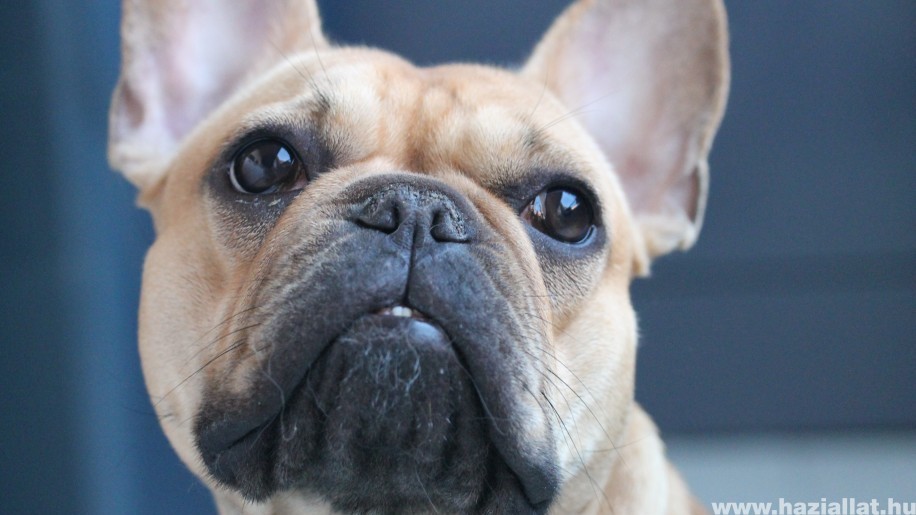 Ezért rosszabb a szaglása a rövidebb orrú kutyáknak
