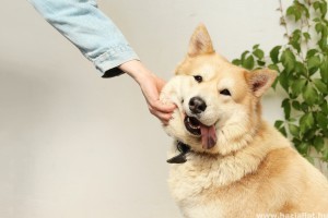 Koronavírus: Romániában kutyák is segítenek beazonosítani a fertőzötteket