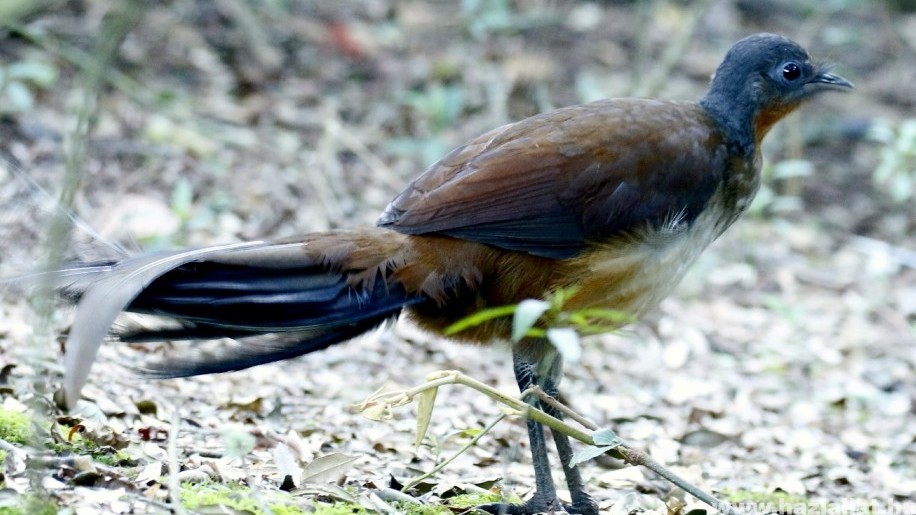 Ez a madár elképesztő módon utánozza a gyereksírást