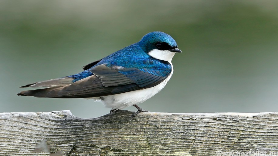 Nagy baj van Európában a madarakkal - kihalás fenyeget minden 5. fajt